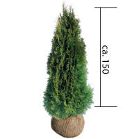 Thuja Smaragd 125-150cm am Ballen
