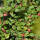 Zwergmispel Streibs Findling 10-15cm