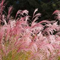 Chinaschilf Pink Cloud im C5