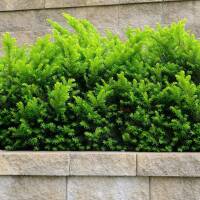 Heimische Eibe 80-100cm im 5l Topf