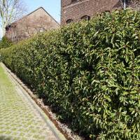 Portugiesischer Lorbeer Brenelia 250-275cm am Ballen