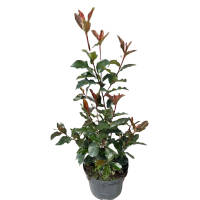 Glanzmispel Magical Volcano 60-70cm im 5l Topf