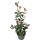 Glanzmispel Magical Volcano 60-70cm im 5l Topf