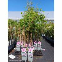 Clematis Hagley 70+cm im C2