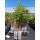 Clematis Hagley 70+cm im C2