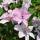Clematis Hagley 70+cm im C2