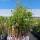 Clematis Hagley 70+cm im C2