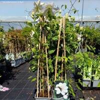 Clematis Miss Bateman 70+cm im C2