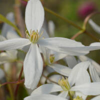 Clematis Immergr&uuml;ne Waldrebe &lsquo;Snowdrift&rsquo;...