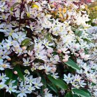 Clematis Immergr&uuml;ne Waldrebe Apple Blossom&rsquo;...