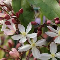 Clematis Immergr&uuml;ne Waldrebe Apple Blossom&rsquo;...
