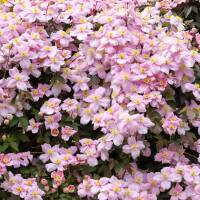 Clematis Pink Perfektion 70+cm im C2