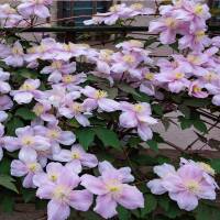Clematis Pink Perfektion 70+cm im C2
