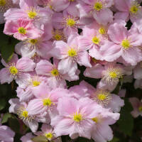 Clematis Pink Perfektion 70+cm im C2