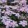 Clematis Pink Perfektion 70+cm im C2