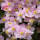 Clematis Pink Perfektion 70+cm im C2