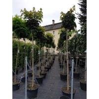 Kugel-Ahorn Globosum Stammhöhe 180cm | 6-8cm Stammumfang im Topf