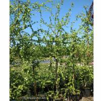 Korkenzieher-Birke Spider Alley 200-225cm im Co
