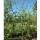 Korkenzieher-Birke Spider Alley 200-225cm im Co