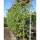 Korkenzieher-Birke Spider Alley 200-225cm im Co