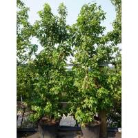 Amberbaum Heister 150-175cm im C12