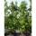 Amberbaum Heister 150-175cm im C12