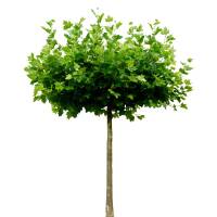 Kugel-Platane Alphens Globe Stammhöhe 220cm |...
