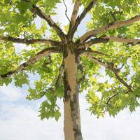 Kugel-Platane Alphens Globe Stammhöhe 220cm | 10-12cm Stammumfang im Co