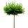 Kugel-Platane Alphens Globe Stammhöhe 220cm | 10-12cm Stammumfang im Co