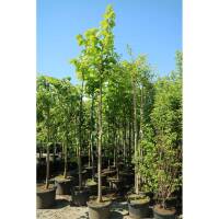 Amerikanische Linde  Nova Hochstamm | 12-14cm StU im 43l...