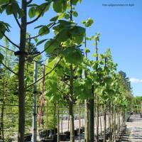 Amerikanische Linde  Nova Hochstamm | 12-14cm StU im 43l...