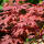 Rotblättriger Fächerahorn Atropurpureum 100-125cm im C15