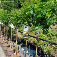 Stammrose Hansestadt Rostock® | Stamm 90cm