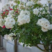 Stammrose Schneewittchen® | Stamm 90cm