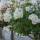 Stammrose Schneewittchen® | Stamm 90cm