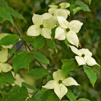 Japanischer Blumen-Hartriegel China Girl 200+cm C30