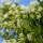 Sieben Söhne des Himmels Strauch Temple of Bloom 80-100cm im C12