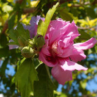 Garteneibisch Magenta Chiffon 80-100cm im C10