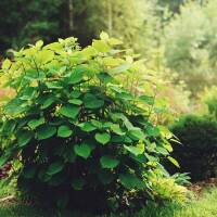 Schneeball-Hortensie FlowerWOW® 40-50cm im 5l Topf