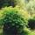 Schneeball-Hortensie FlowerWOW® 40-50cm im 5l Topf