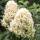 Rispen-Hortensie Skyfall 60-70cm im C5