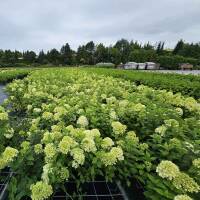 Rispen-Hortensie Skyfall 80-100cm im 10l Topf