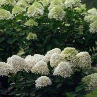Rispen-Hortensie Skyfall 80-100cm im 10l Topf