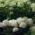 Rispen-Hortensie Skyfall 80-100cm im 10l Topf