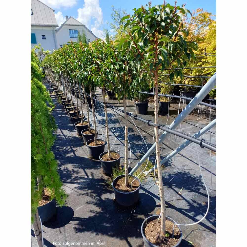 Portugiesischer Lorbeer 'Angustifolia' Bumchen | Kugel  30-40cm, St,  84,08