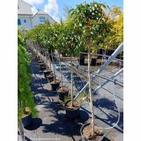 Portugiesischer Lorbeer Angustifolia Bäumchen |...
