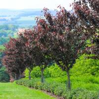 Japanische Nelkenkirsche Royal Burgundy Halbstamm...