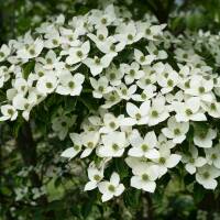 Japanischer Blumen-Hartriegel Schmetterling 60-80cm