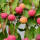 Japanischer Blumen-Hartriegel Schmetterling 60-80cm