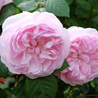 Strauchrose Eden Rose C5